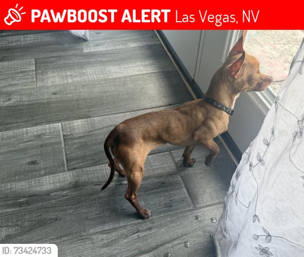 Lost Female Dog last seen Topaz and desert inn near La bonita, Las Vegas, NV 89121