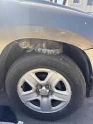 Found/Stray Unknown Cat last seen Near kornblum ave, Hawthorne, CA 90250