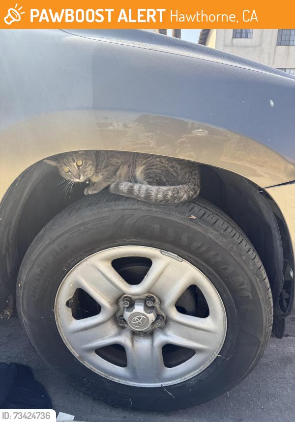 Found/Stray Unknown Cat last seen Near kornblum ave, Hawthorne, CA 90250