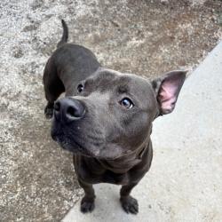 Shelter Stray Male Dog last seen , 328 Furman Hall Rd, Greenville, SC 29609, USA