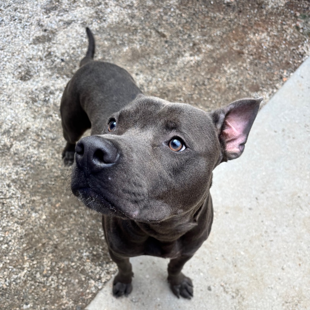 Shelter Stray Male Dog last seen , 328 Furman Hall Rd, Greenville, SC 29609, USA