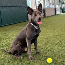 Shelter Stray Female Dog last seen , 361 S Raymond Ave, Pasadena, CA 91105, USA