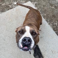 Shelter Stray Male Dog last seen , 328 Furman Hall Rd, Greenville, SC 29609, USA