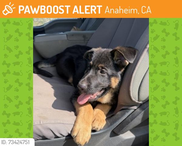 Found/Stray Unknown Dog last seen Deer Canyon Nature Preserve, Anaheim Hills, CA, Anaheim, CA 92808