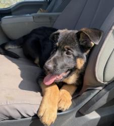 Found/Stray Unknown Dog last seen Deer Canyon Nature Preserve, Anaheim Hills, CA, Anaheim, CA 92808