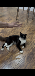 Lost Male Cat last seen Alison y Kirk rd, Palm Beach County, FL 33461