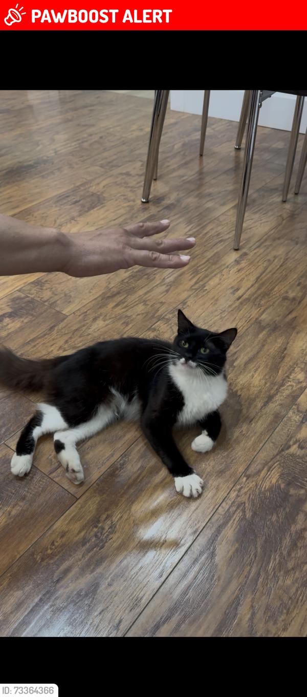 Lost Male Cat last seen Alison y Kirk rd, Palm Beach County, FL 33461