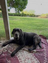 Reunited Female Dog last seen 51st Ave & West Estrella Dr., Phoenix, AZ 85339