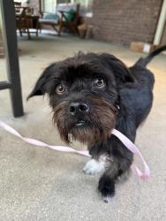 Found/Stray Male Dog last seen 40th and Washington Blvd, Indianapolis, IN 46205