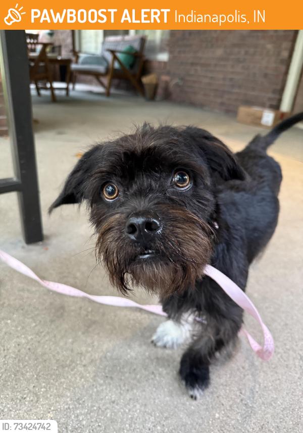 Found/Stray Male Dog last seen 40th and Washington Blvd, Indianapolis, IN 46205