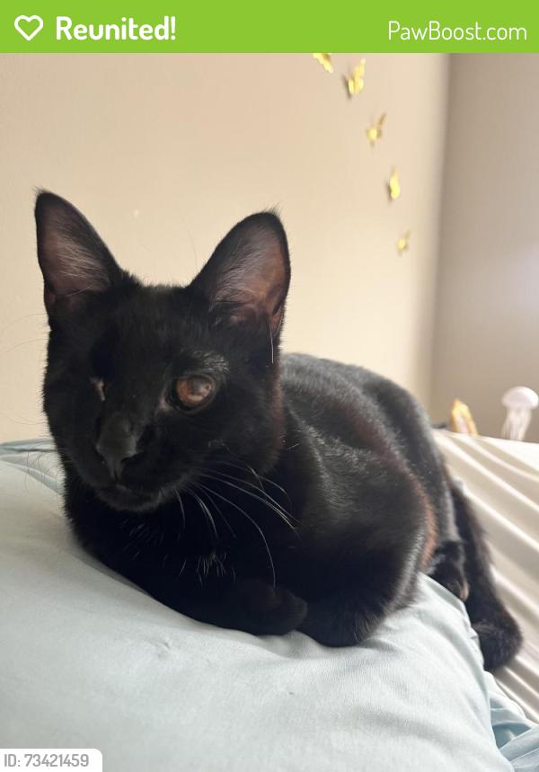 Reunited Female Cat last seen Near Ritchie Hwy, Pasadena, MD 21122