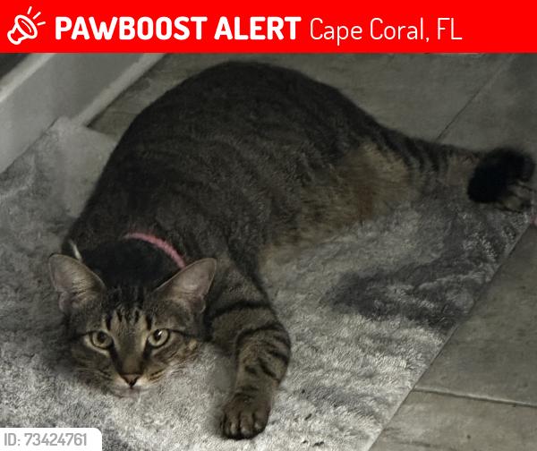 Lost Female Cat last seen Connection and Gator Circle, Cape Coral, FL 33909