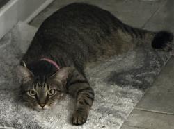 Lost Female Cat last seen Connection and Gator Circle, Cape Coral, FL 33909
