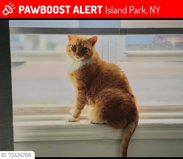 Lost Male Cat last seen Nassau lane, Island Park, NY 11558