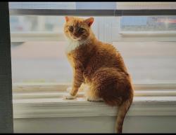 Lost Male Cat last seen Nassau lane, Island Park, NY 11558