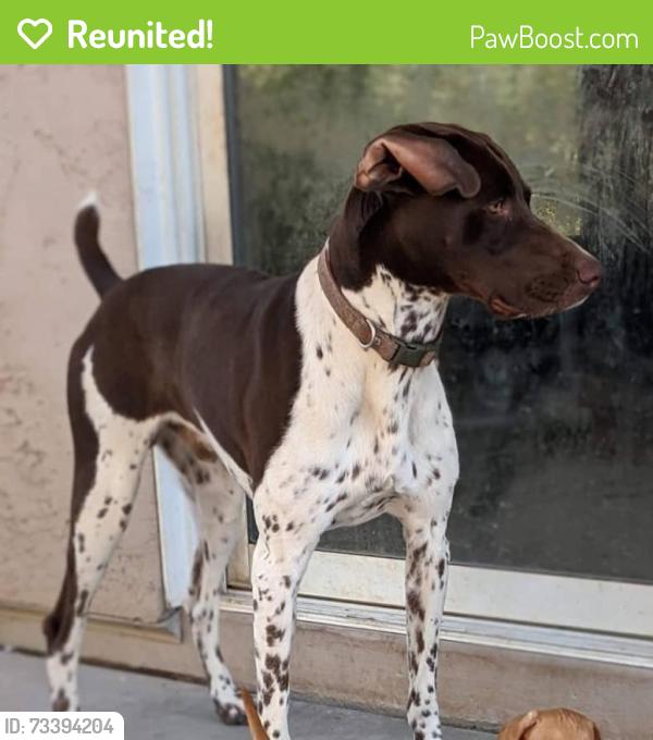 Reunited Male Dog last seen Near East Silverbirch Avenue near hwy 85, Buckeye, AZ 85326