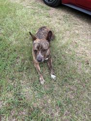 Found/Stray Female Dog last seen Morningside, Columbus, GA 31909