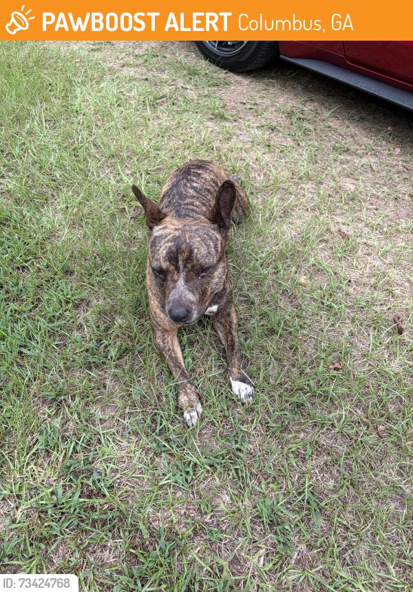 Found/Stray Female Dog last seen Morningside, Columbus, GA 31909
