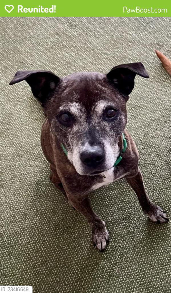 Reunited Female Dog last seen Jackson Drive Washington Acres Apollo, Apollo, PA 15613