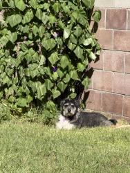 Reunited Female Dog last seen Indian School and Morris, Albuquerque, NM 87112