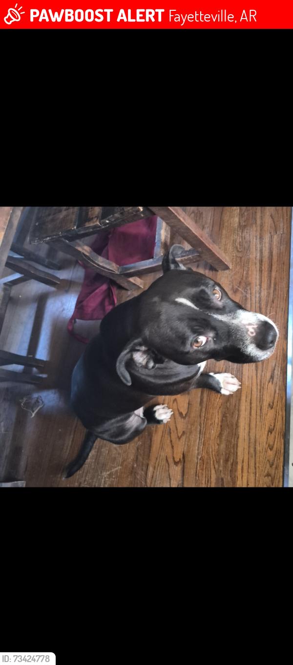 Lost Female Dog last seen County Rd 84, Hidden creek Fayetteville, AR 72704, Fayetteville, AR 72704