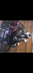 Lost Female Dog last seen County Rd 84, Hidden creek Fayetteville, AR 72704, Fayetteville, AR 72704