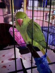 Found/Stray Unknown Bird last seen Near Loma Corona, San Antonio, TX 78233