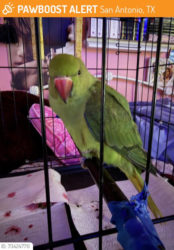 Found/Stray Unknown Bird last seen Near Loma Corona, San Antonio, TX 78233