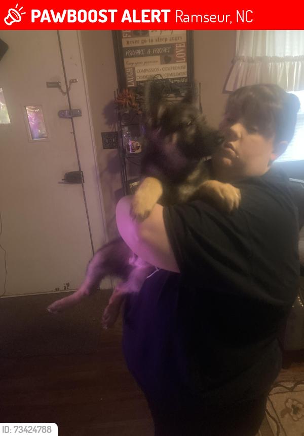 Lost Male Dog last seen Near Chisholm rd ramseur nc, Ramseur, NC 27316