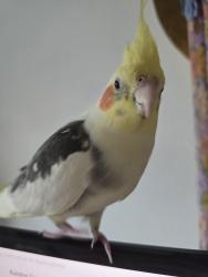 Lost Male Bird last seen Near Yorktown Ave, Huntington Beach, CA 92648, Huntington Beach, CA 92648