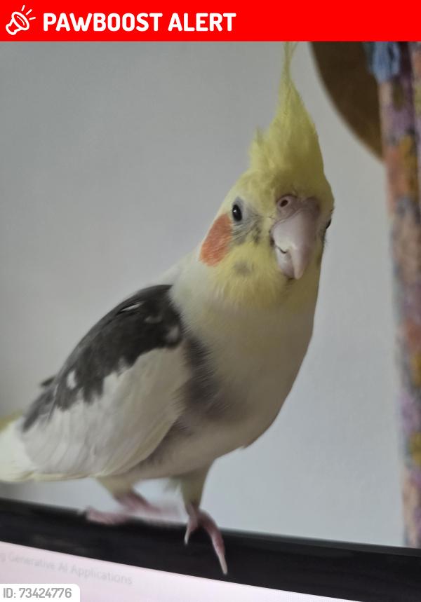 Lost Male Bird last seen Near Yorktown Ave, Huntington Beach, CA 92648, Huntington Beach, CA 92648