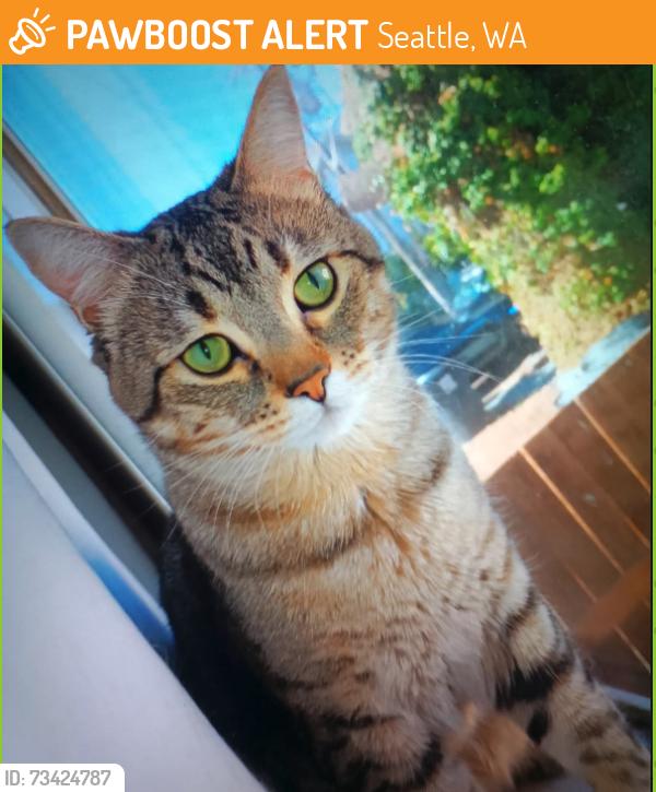 Found/Stray Male Cat last seen Near 32nd ave ne Seattle WA 98125, Seattle, WA 98125