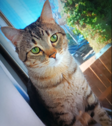 Found/Stray Male Cat last seen Near 32nd ave ne Seattle WA 98125, Seattle, WA 98125