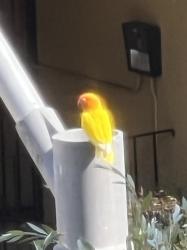 Found/Stray Unknown Bird last seen on S Mariposa Ave between 2nd and 3rd St, Los Angeles, CA 90004