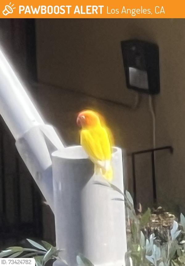 Found/Stray Unknown Bird last seen on S Mariposa Ave between 2nd and 3rd St, Los Angeles, CA 90004