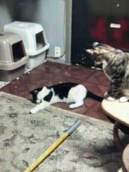 Lost Male Cat last seen Near NW Bunnell Ave. Grants Pass, OR 97526, Grants Pass, OR 97526