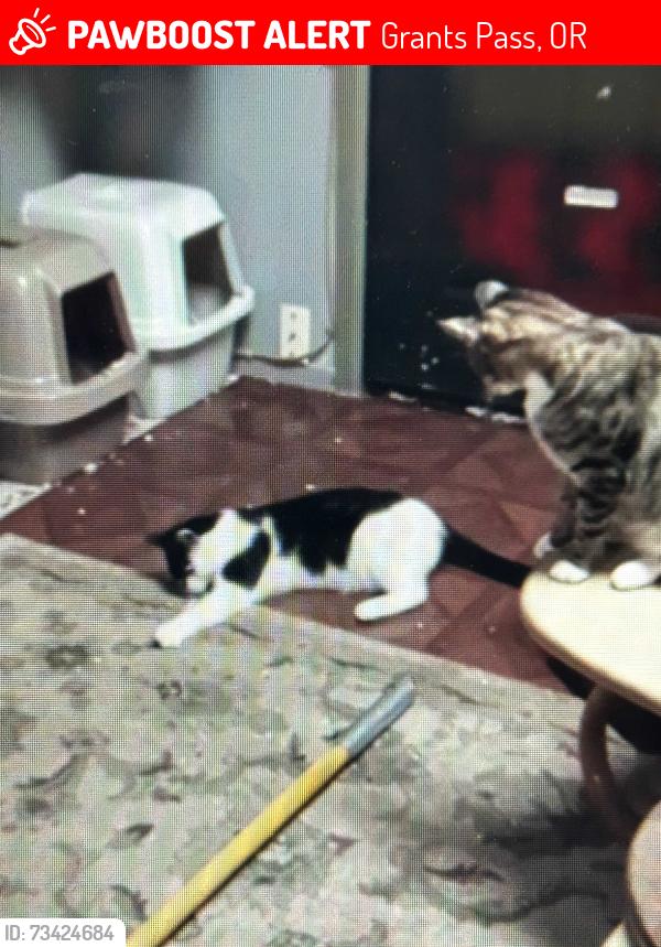Lost Male Cat last seen Near NW Bunnell Ave. Grants Pass, OR 97526, Grants Pass, OR 97526