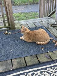 Found/Stray Male Cat last seen Brierwood boulevard, Schenectady, NY 12308
