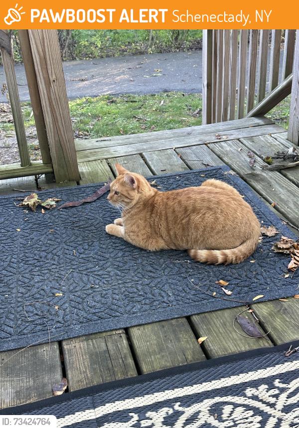 Found/Stray Male Cat last seen Brierwood boulevard, Schenectady, NY 12308
