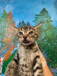 Shelter Stray Male Cat last seen Bexar County, 3353 Morningside Dr, New Braunfels, TX 78132, USA