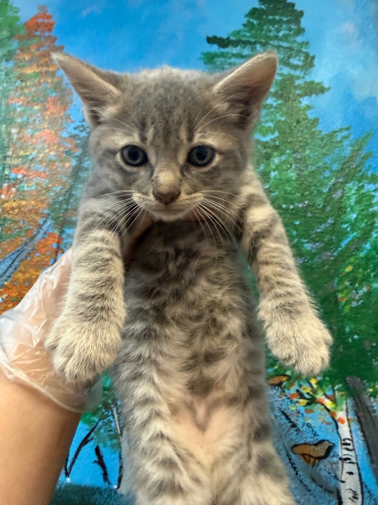 Shelter Stray Male Cat last seen Bexar County, 3353 Morningside Dr, New Braunfels, TX 78132, USA