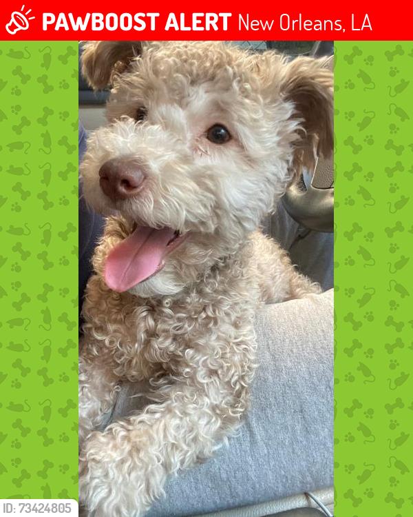 Lost Male Dog last seen N Roman, New Orleans, LA 70117