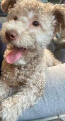 Lost Male Dog last seen N Roman, New Orleans, LA 70117