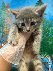 Shelter Stray Female Cat last seen Bexar County, 3353 Morningside Dr, New Braunfels, TX 78132, USA