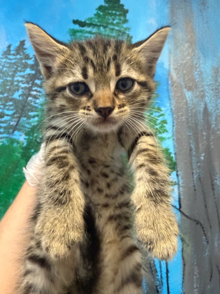Shelter Stray Male Cat last seen Bexar County, 3353 Morningside Dr, New Braunfels, TX 78132, USA