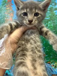 Shelter Stray Male Cat last seen Bexar County, 3353 Morningside Dr, New Braunfels, TX 78132, USA