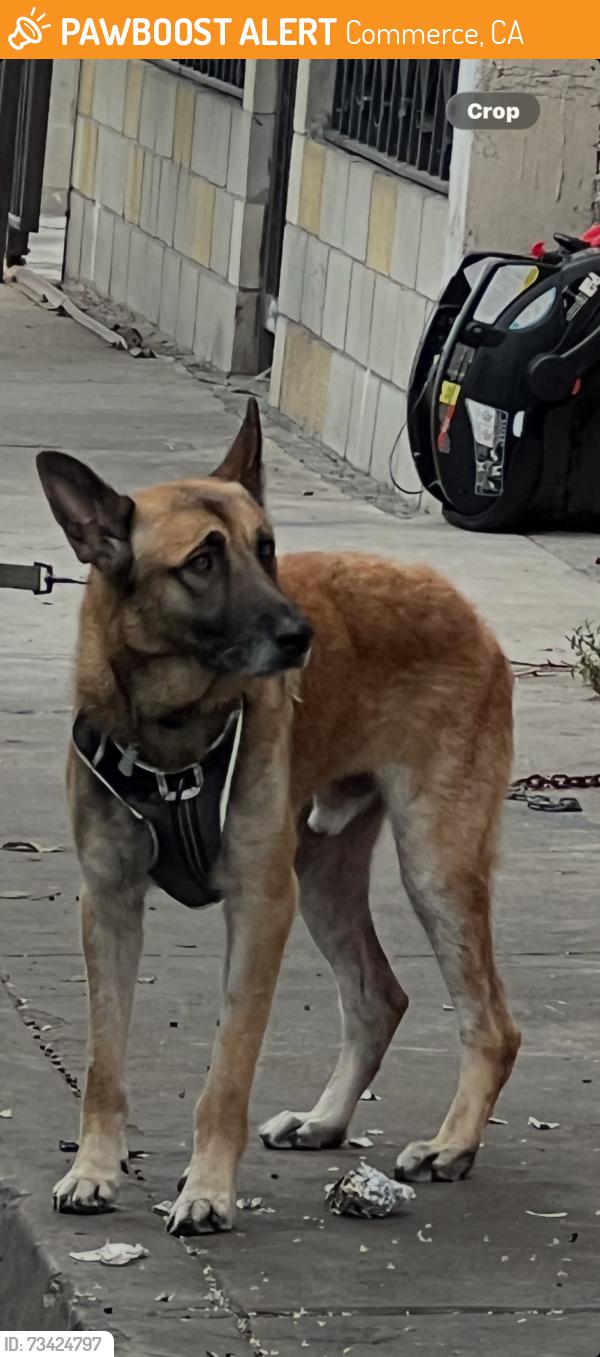Found/Stray Female Dog last seen Union Pacific, Commerce, CA 90040