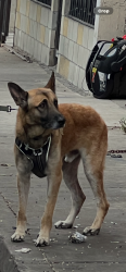 Found/Stray Female Dog last seen Union Pacific, Commerce, CA 90040
