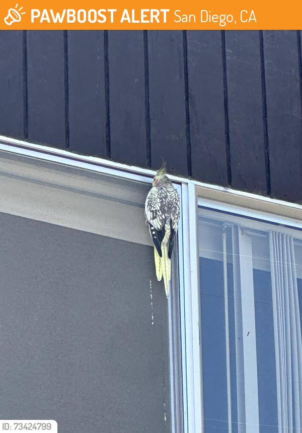 Found/Stray Unknown Bird last seen Near arizona st, san diego, San Diego, CA 92104