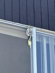 Found/Stray Unknown Bird last seen Near arizona st, san diego, San Diego, CA 92104